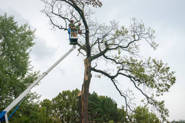 Best Best Tree Removal Services  in Una, WA